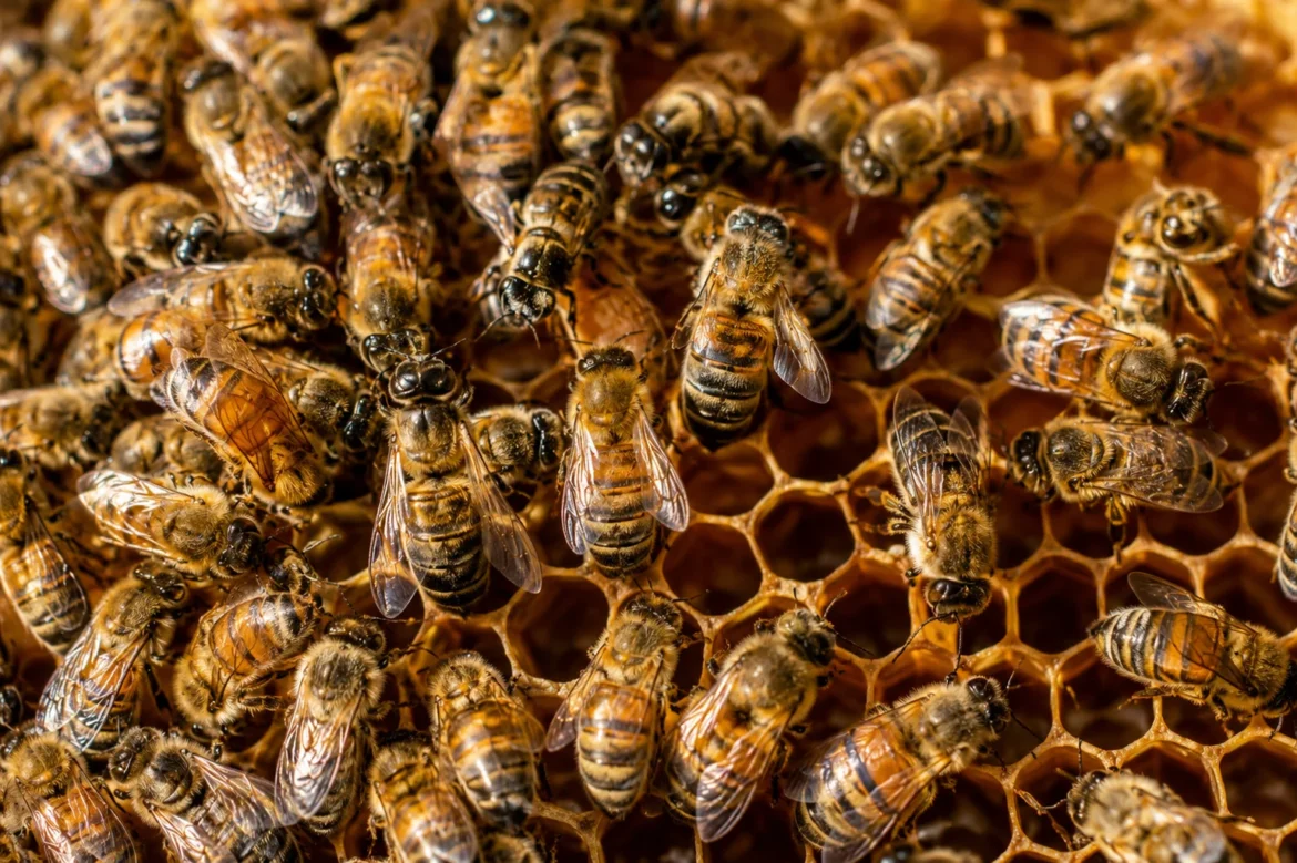 interesting facts about honey bees